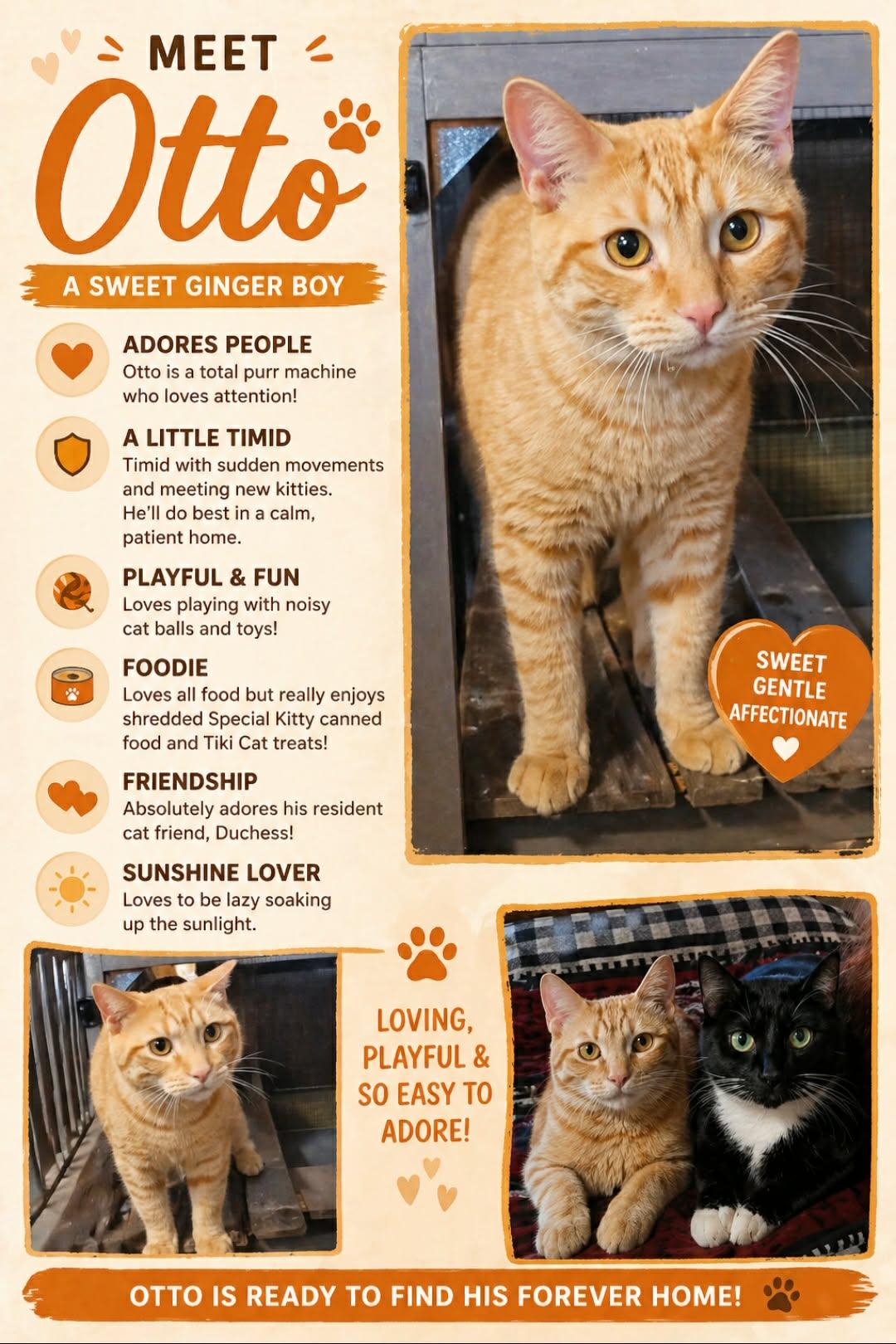 Otto, ADOPTABLE, Young Male Domestic Short Hair.