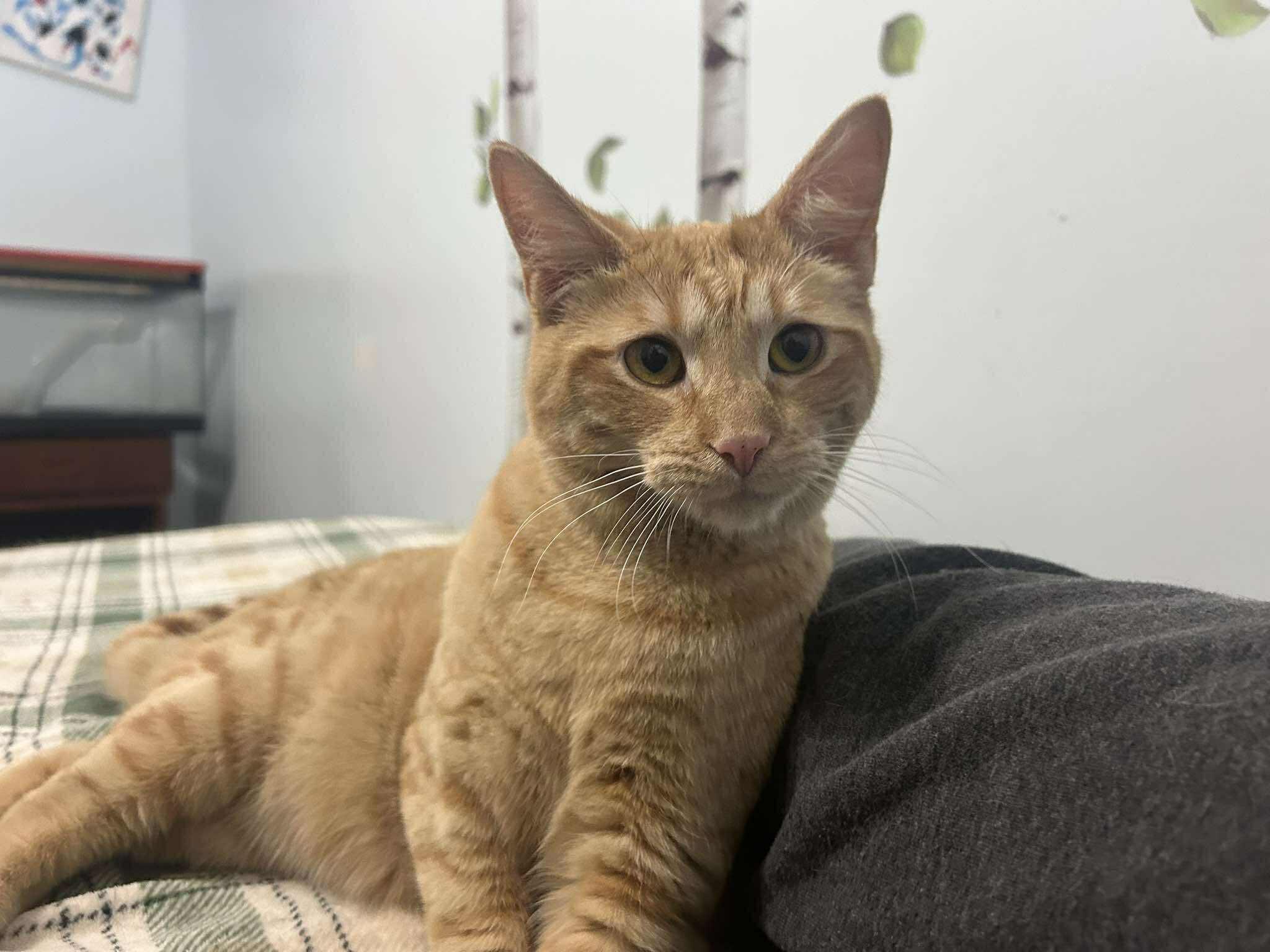 Enlarge Otto, a ADOPTABLE Domestic Short Hair in Winnipeg, MB image 5/6