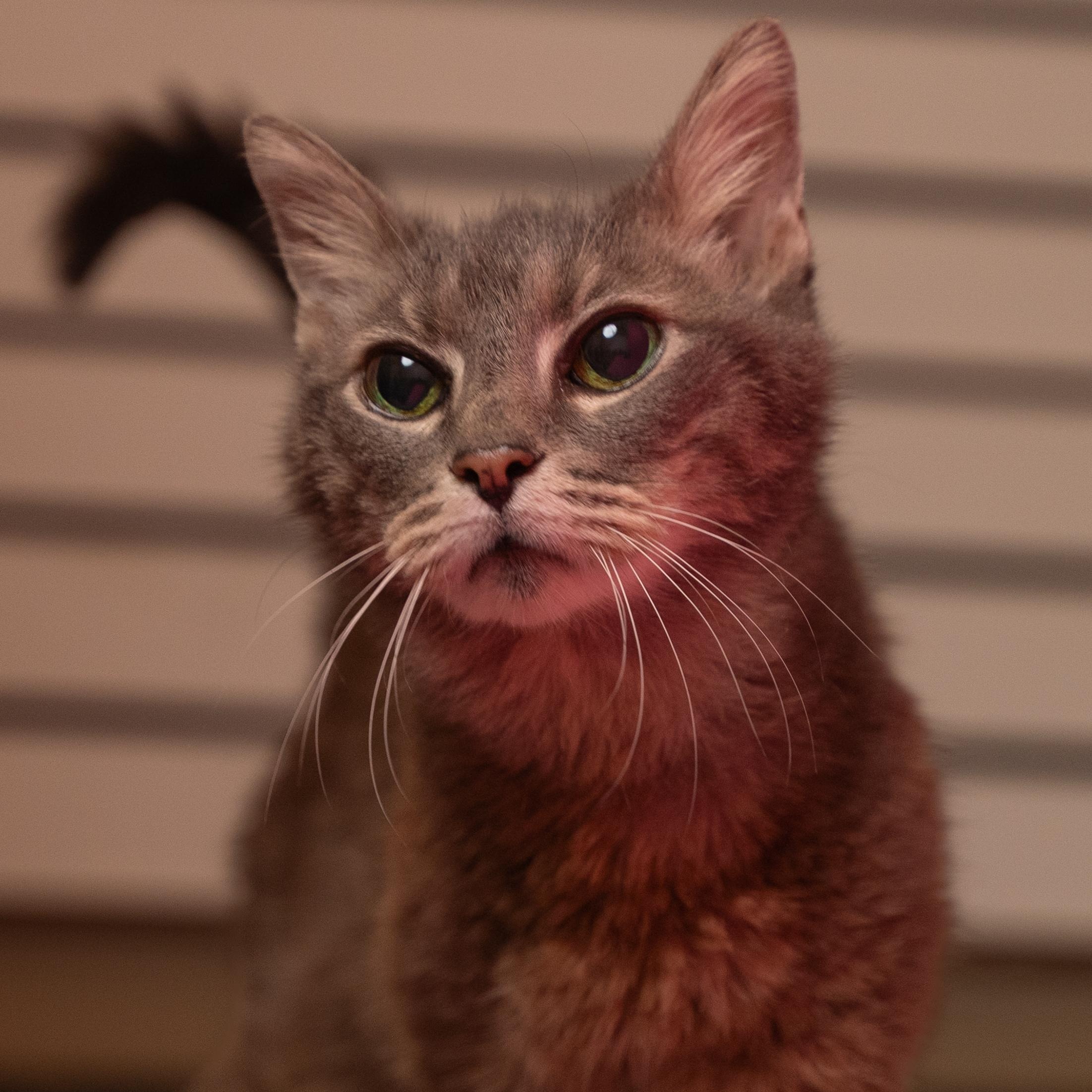 Enlarge Ocean-15 yr senior, an adopted Domestic Short Hair in Myrtle Beach, SC image 1/1
