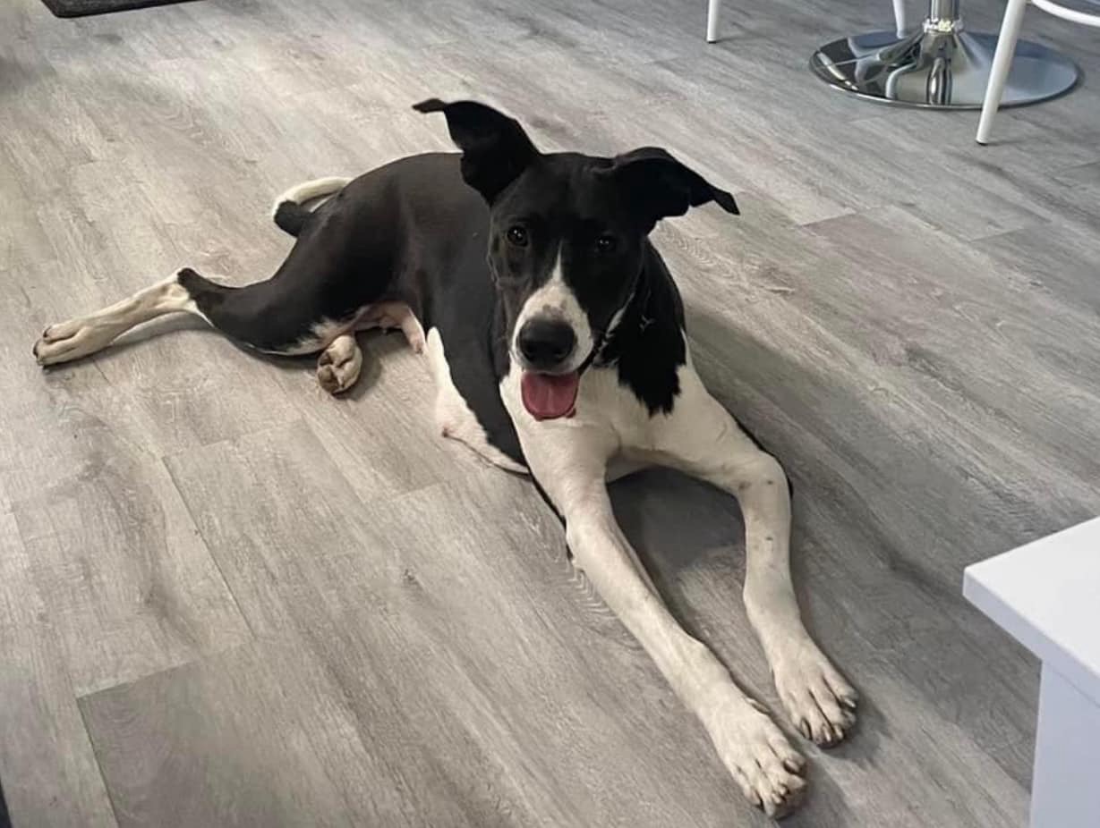 Macie, Adoptable, Adult Female Mixed Breed.