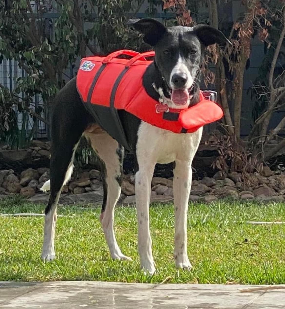 Macie, a Adoptable Mixed Breed in Rochester, NY image 2/5