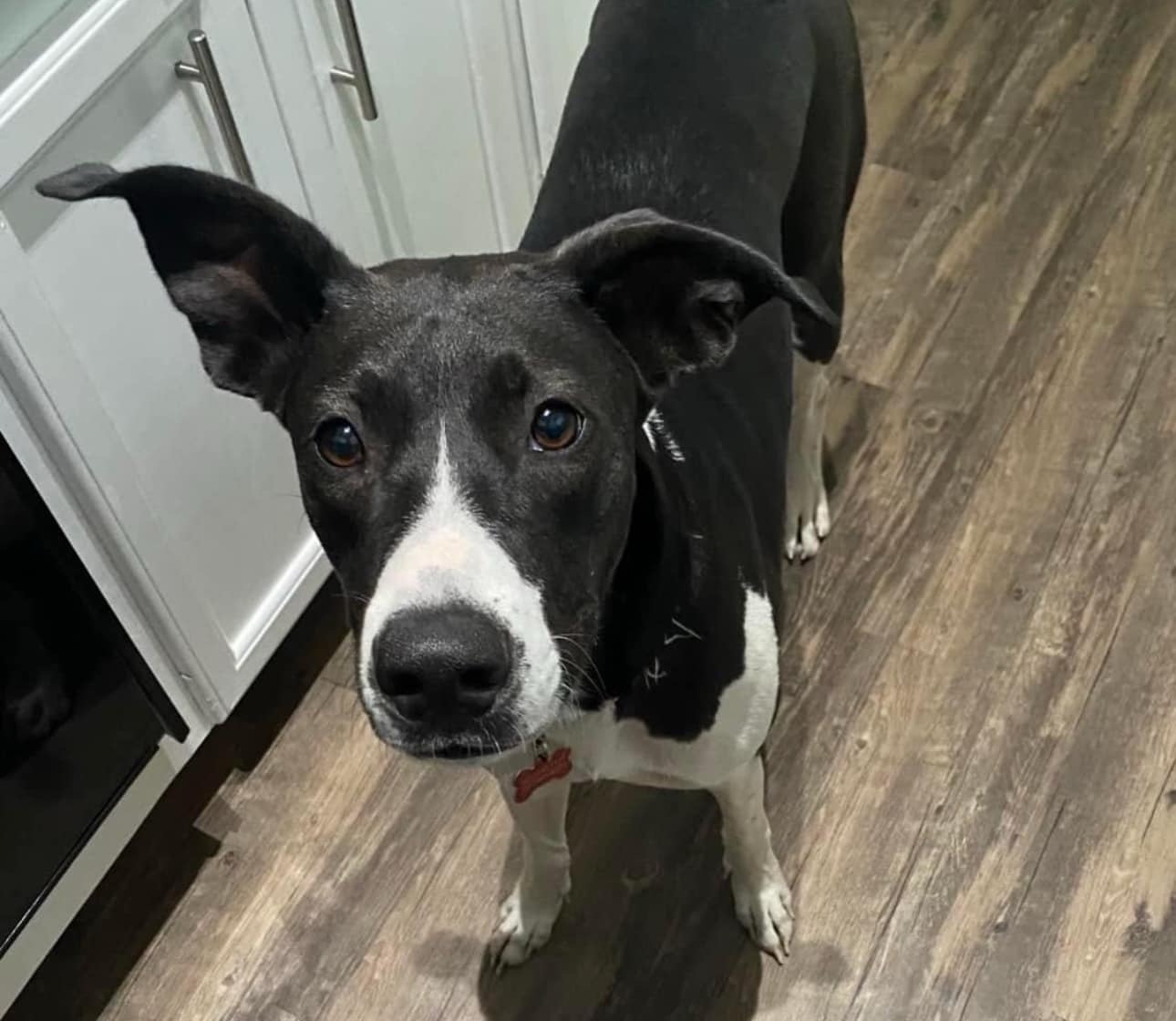 Macie, a Adoptable Mixed Breed in Rochester, NY image 4/5