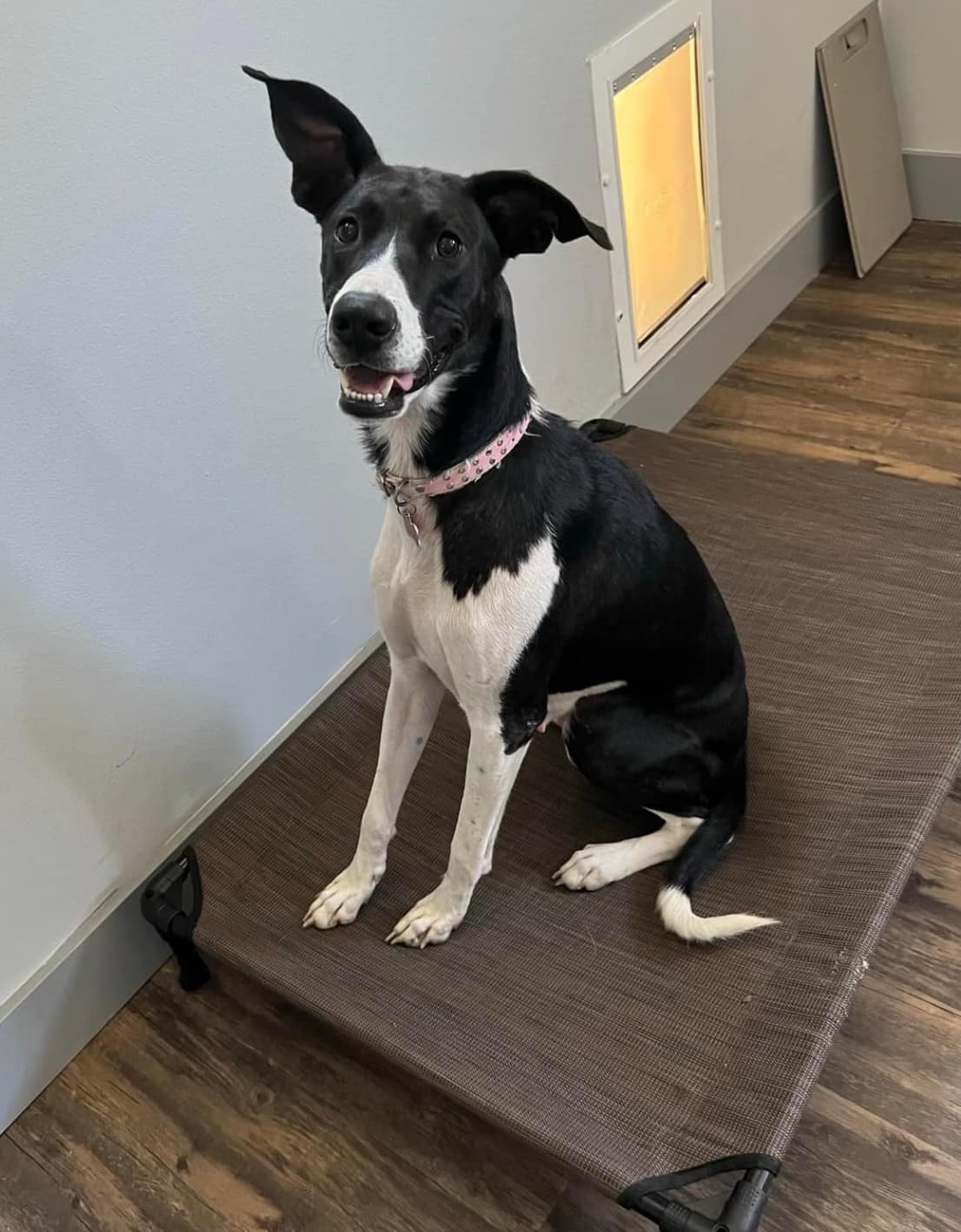 Macie, a Adoptable Mixed Breed in Rochester, NY image 5/5