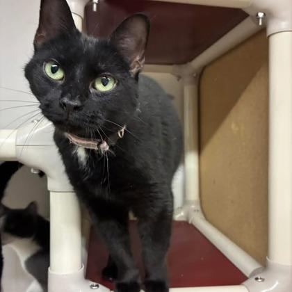 Piper, Adoptable, Adult Female Domestic Short Hair & Domestic Short Hair.
