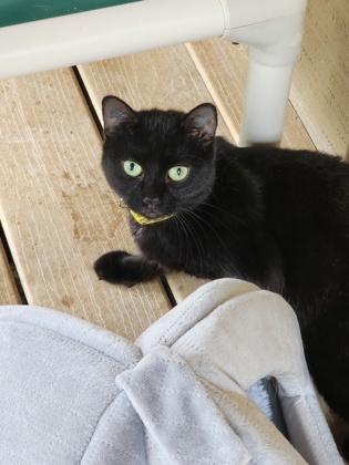 Piper, Adoptable, Adult Female Domestic Short Hair & Domestic Short Hair.