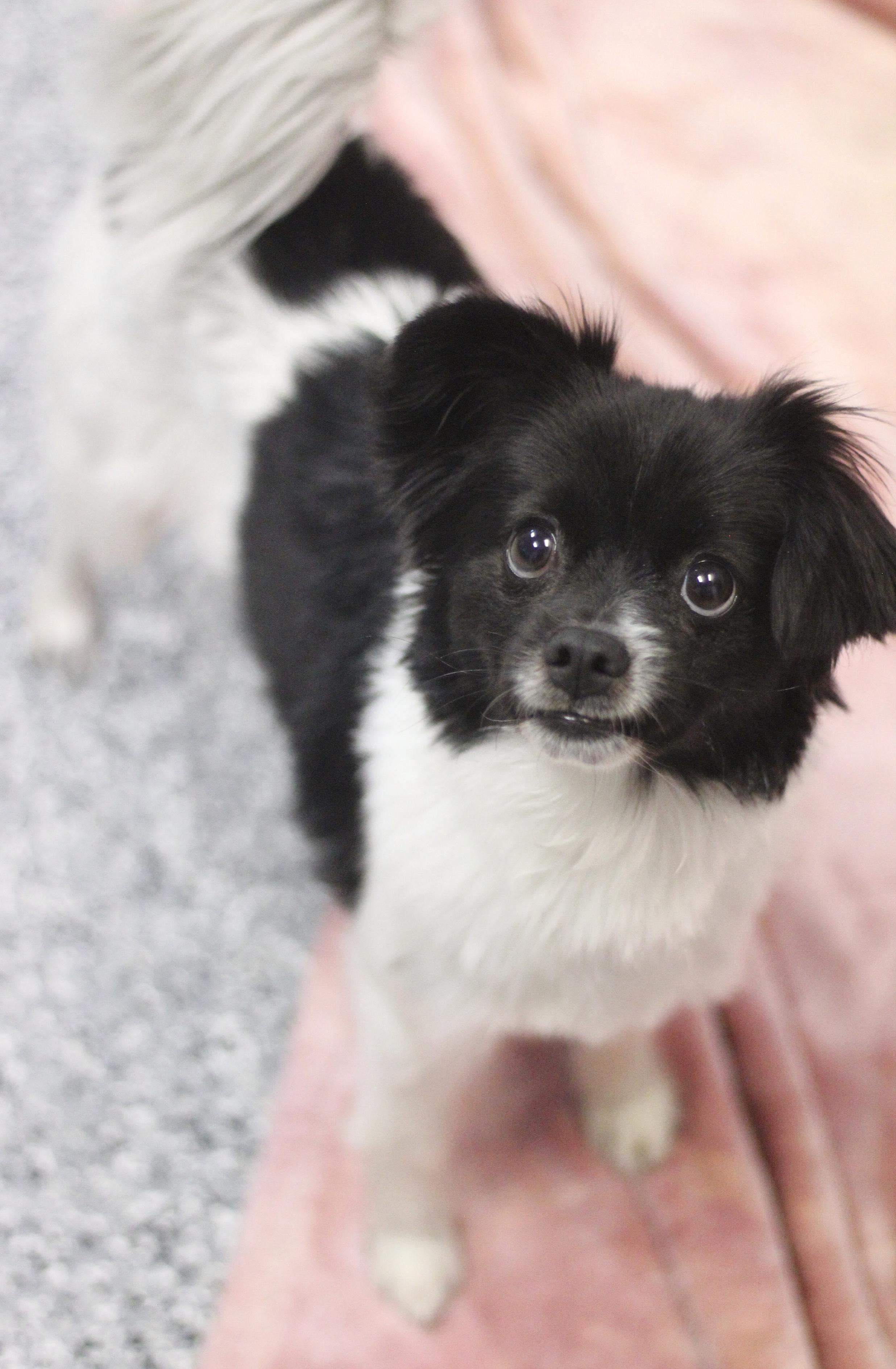 Enlarge Peppa in NH! Come Meet our Adoptable Dogs Wednesday-Saturday. More info in Bio! , an adopted mixed breed in Manchester, NH image 2/2