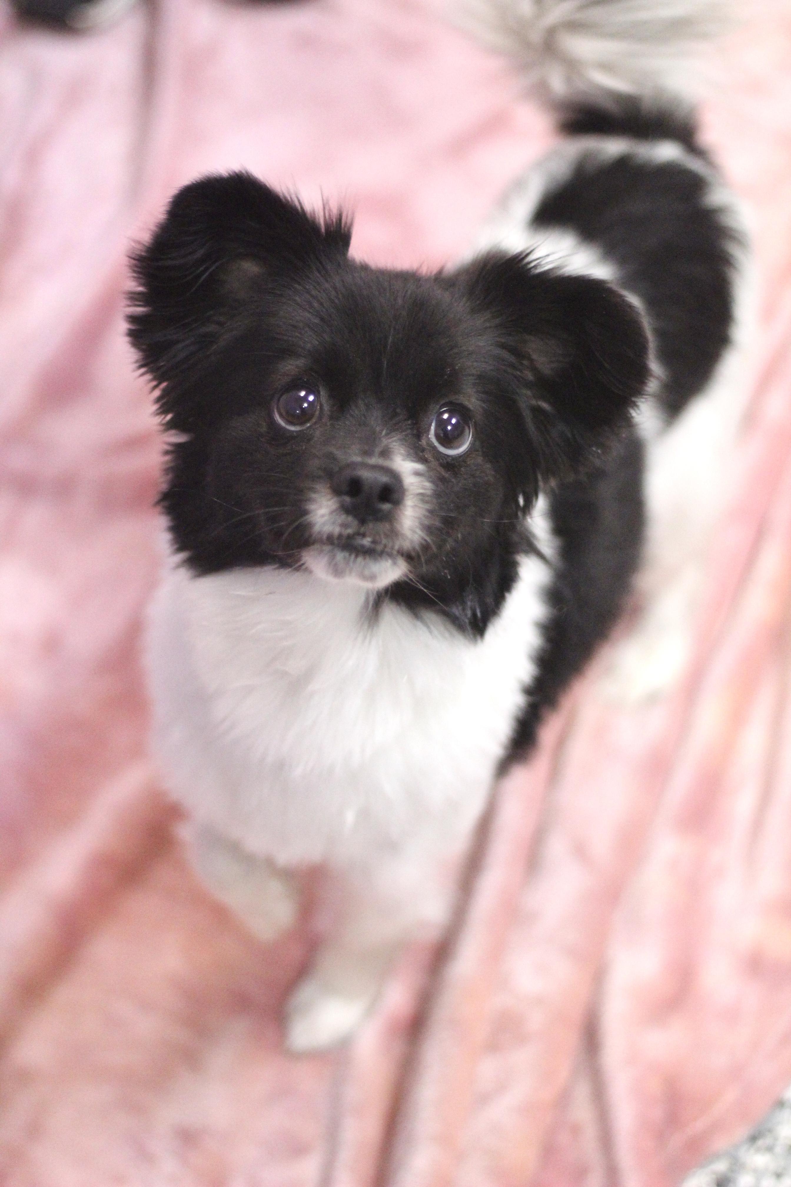 Enlarge Peppa in NH! Come Meet our Adoptable Dogs Wednesday-Saturday. More info in Bio! , an adopted mixed breed in Manchester, NH image 1/2