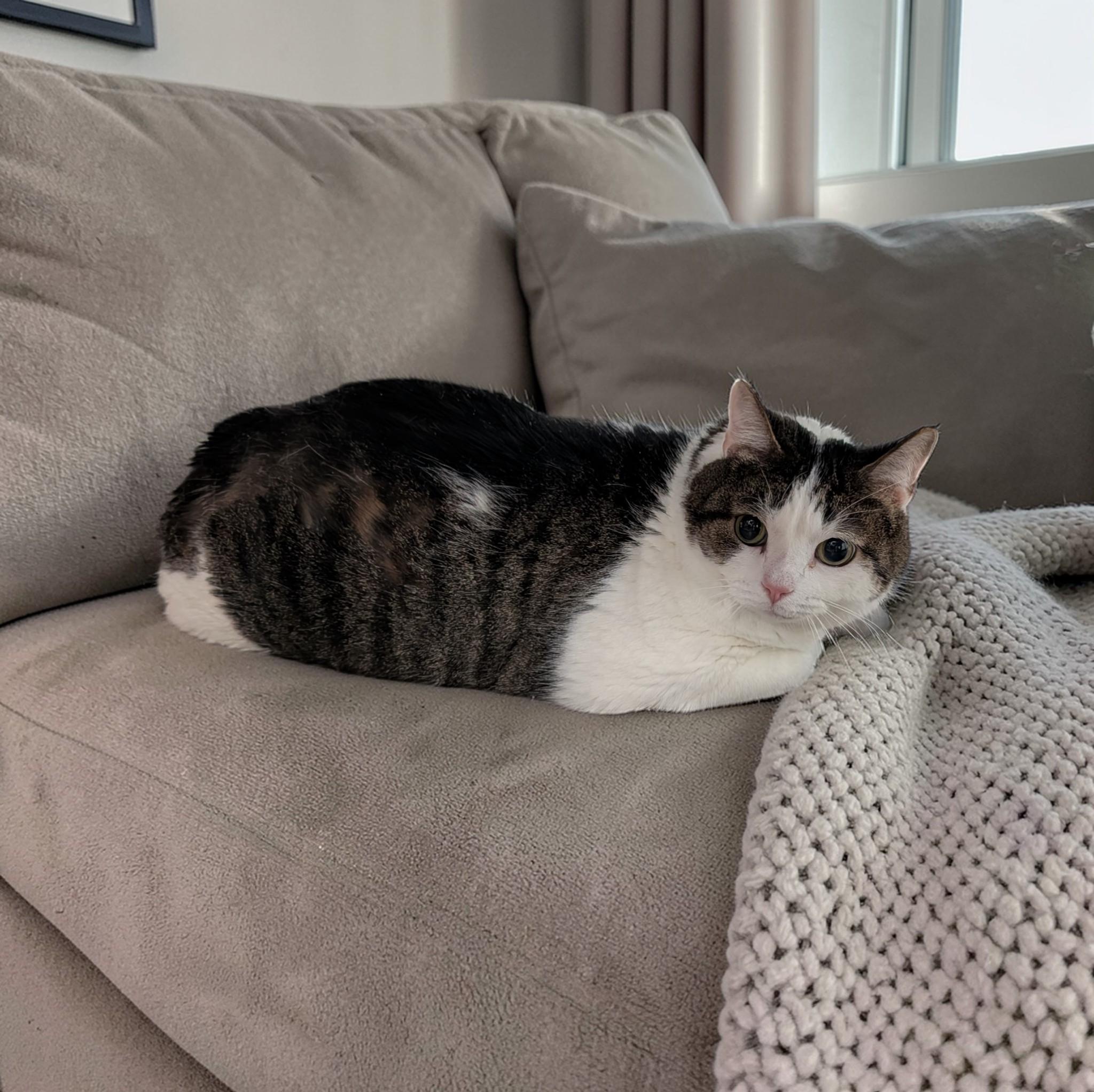 Silas, adopted, Senior Male Domestic Short Hair.