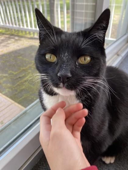 Shadow - Available In Foster, Adoptable, Adult Male Domestic Short Hair & Domestic Short Hair.