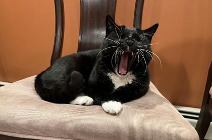 Enlarge Shadow - Available In Foster, a Adoptable Domestic Short Hair in Madison, NJ image 2/2