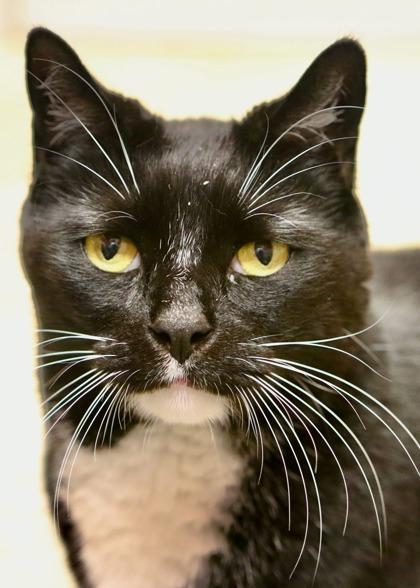 Enlarge Shadow - Available In Foster, a Adoptable Domestic Short Hair in Madison, NJ image 2/3