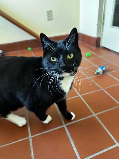 Enlarge Shadow - Available In Foster, a Adoptable Domestic Short Hair in Madison, NJ image 3/3