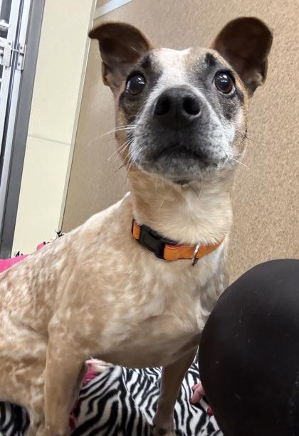 Milo, Adoptable, Puppy Male Fox Terrier & Parson Russell Terrier.