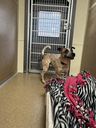 Enlarge Milo, a Adoptable mixed breed in East Brookfield, MA image 2/2