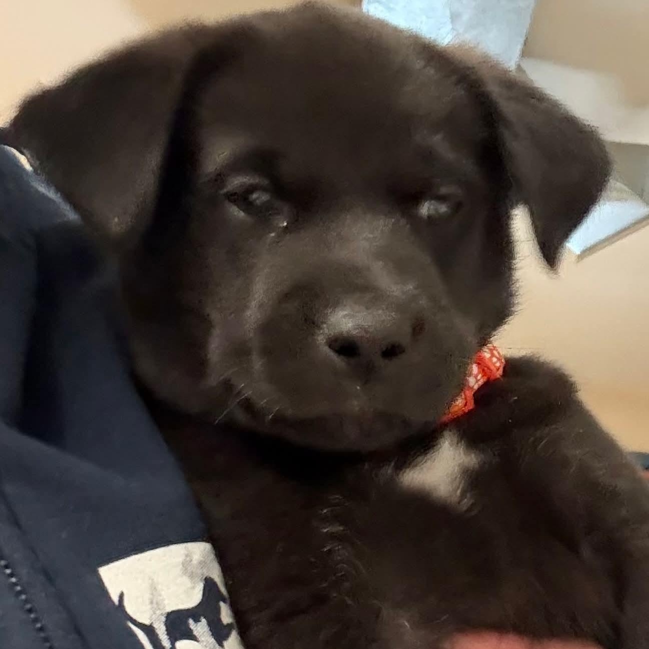 Enlarge Judd, an adopted mixed breed in Kentwood, MI image 3/3