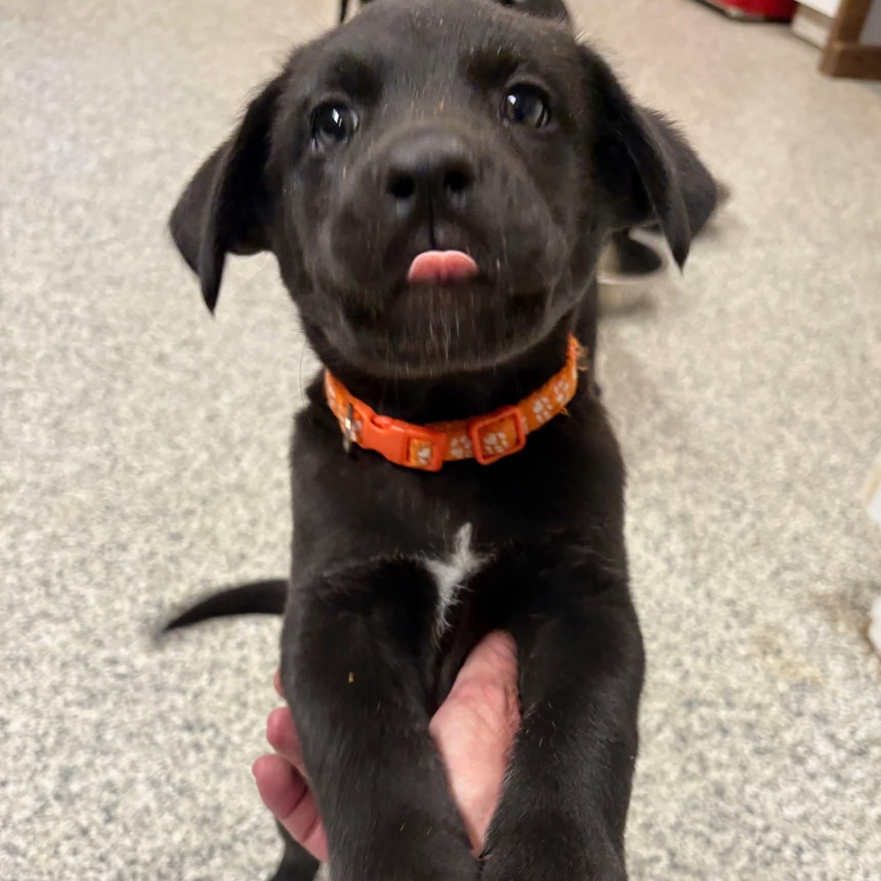 Enlarge Judd, an adopted mixed breed in Kentwood, MI image 1/3