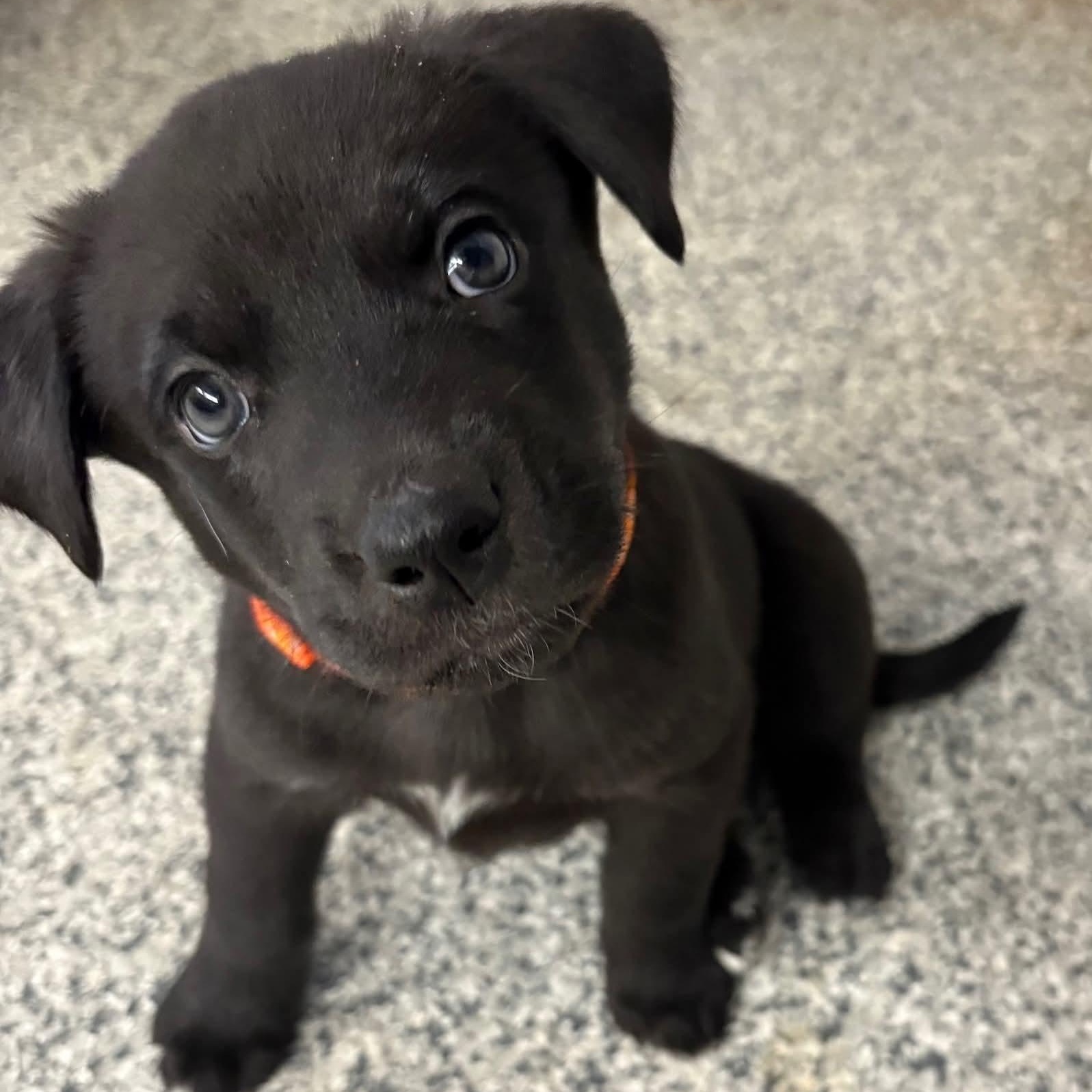 Enlarge Judd, an adopted mixed breed in Kentwood, MI image 2/3