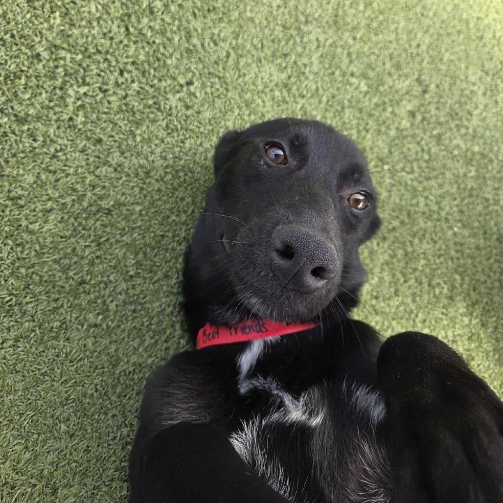 Goose, a Adoptable Mixed Breed in Houston, TX image 1/6