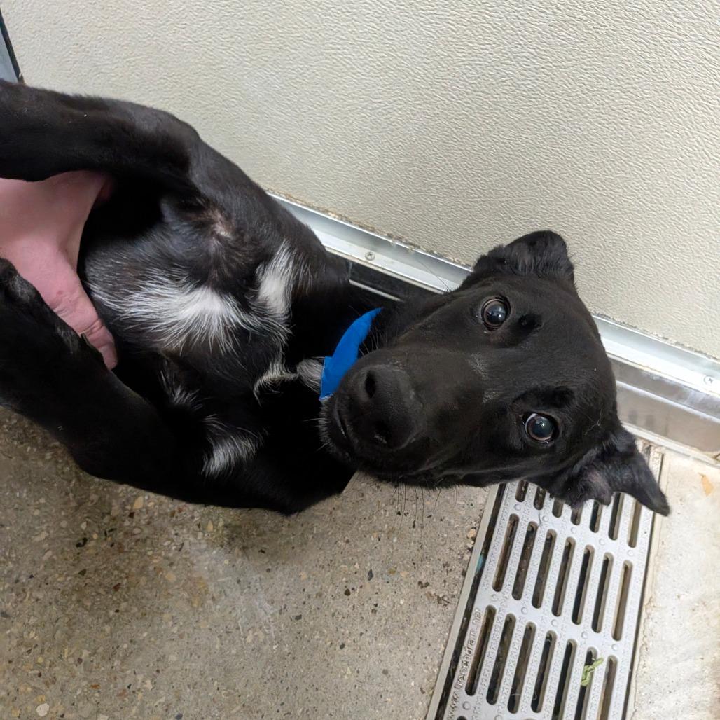 Goose, Adoptable, Young Male Mixed Breed.