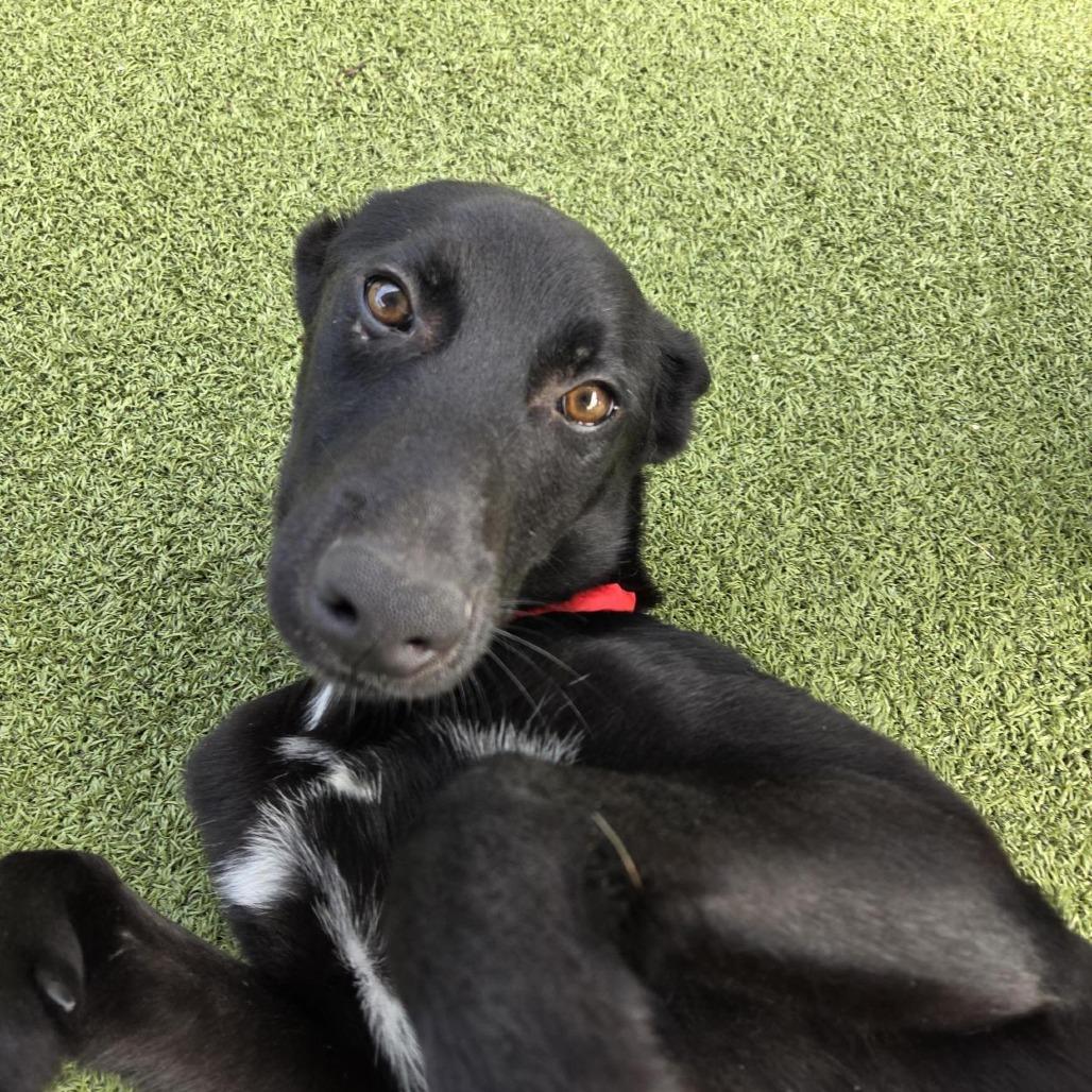 Goose, a Adoptable Mixed Breed in Houston, TX image 3/6