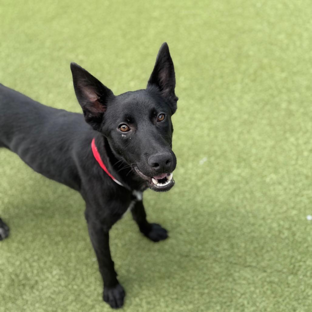 Goose, a Adoptable Mixed Breed in Houston, TX image 4/6