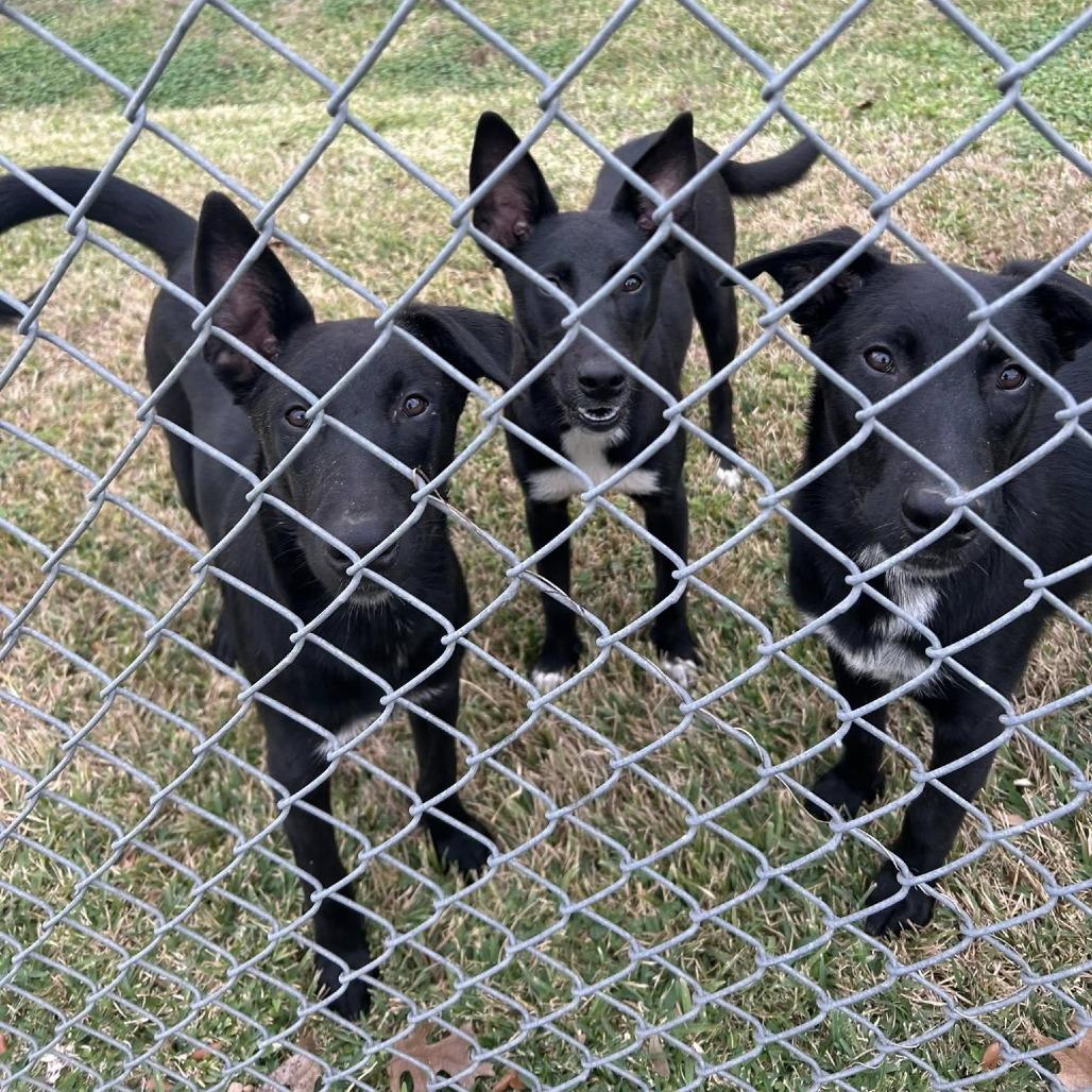 Goose, a Adoptable Mixed Breed in Houston, TX image 5/6