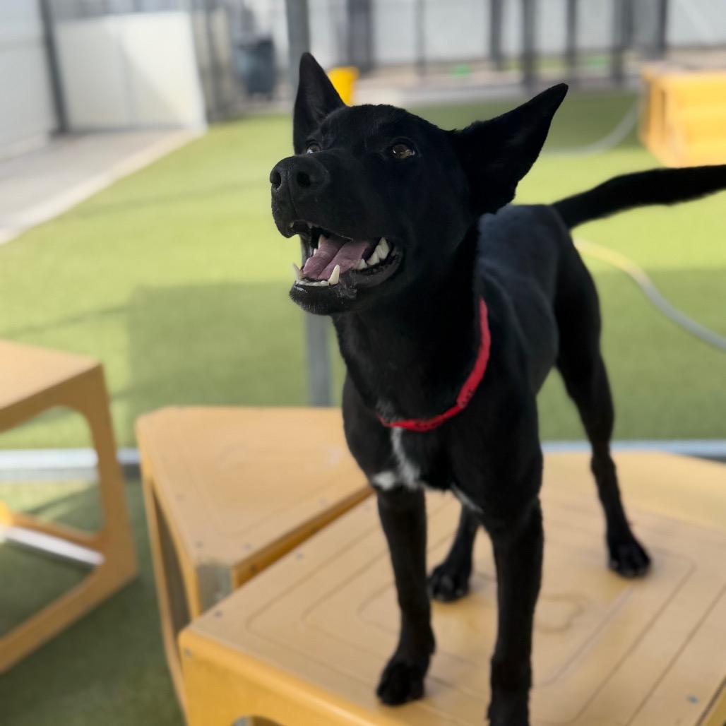 Goose, a Adoptable Mixed Breed in Houston, TX image 6/6