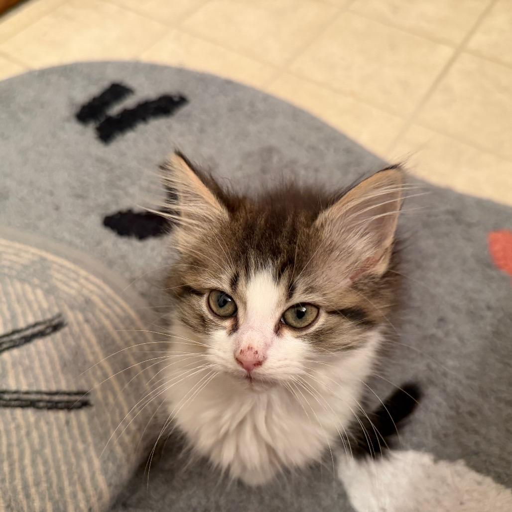 Pippi, Adoptable, Kitten Female Domestic Short Hair.
