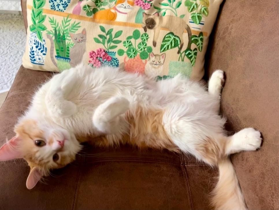 Maximus aka "Max", Adoptable, Young Male Domestic Medium Hair.