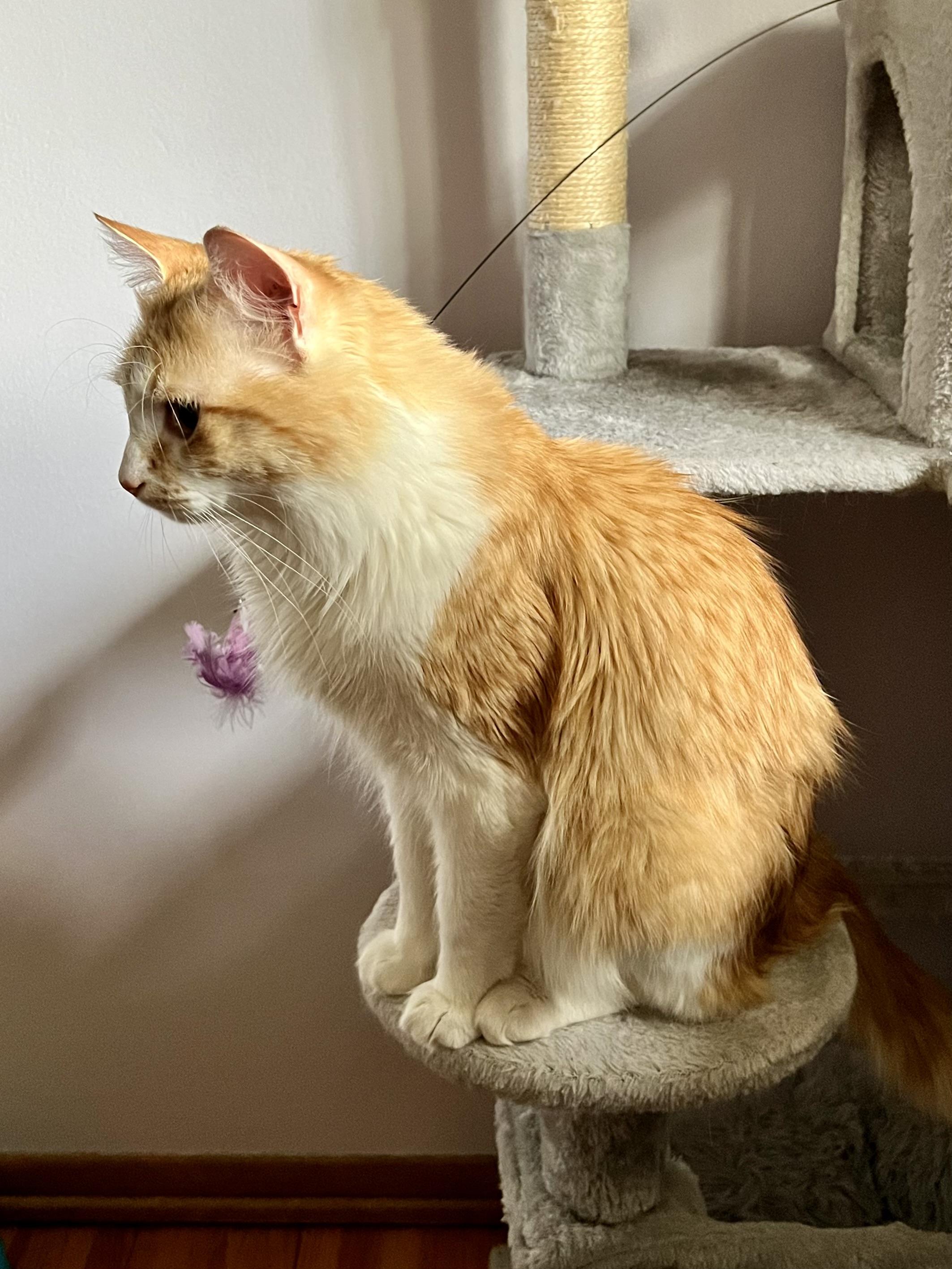 Maximus aka "Max", a Adoptable Domestic Medium Hair in Anoka, MN image 5/5