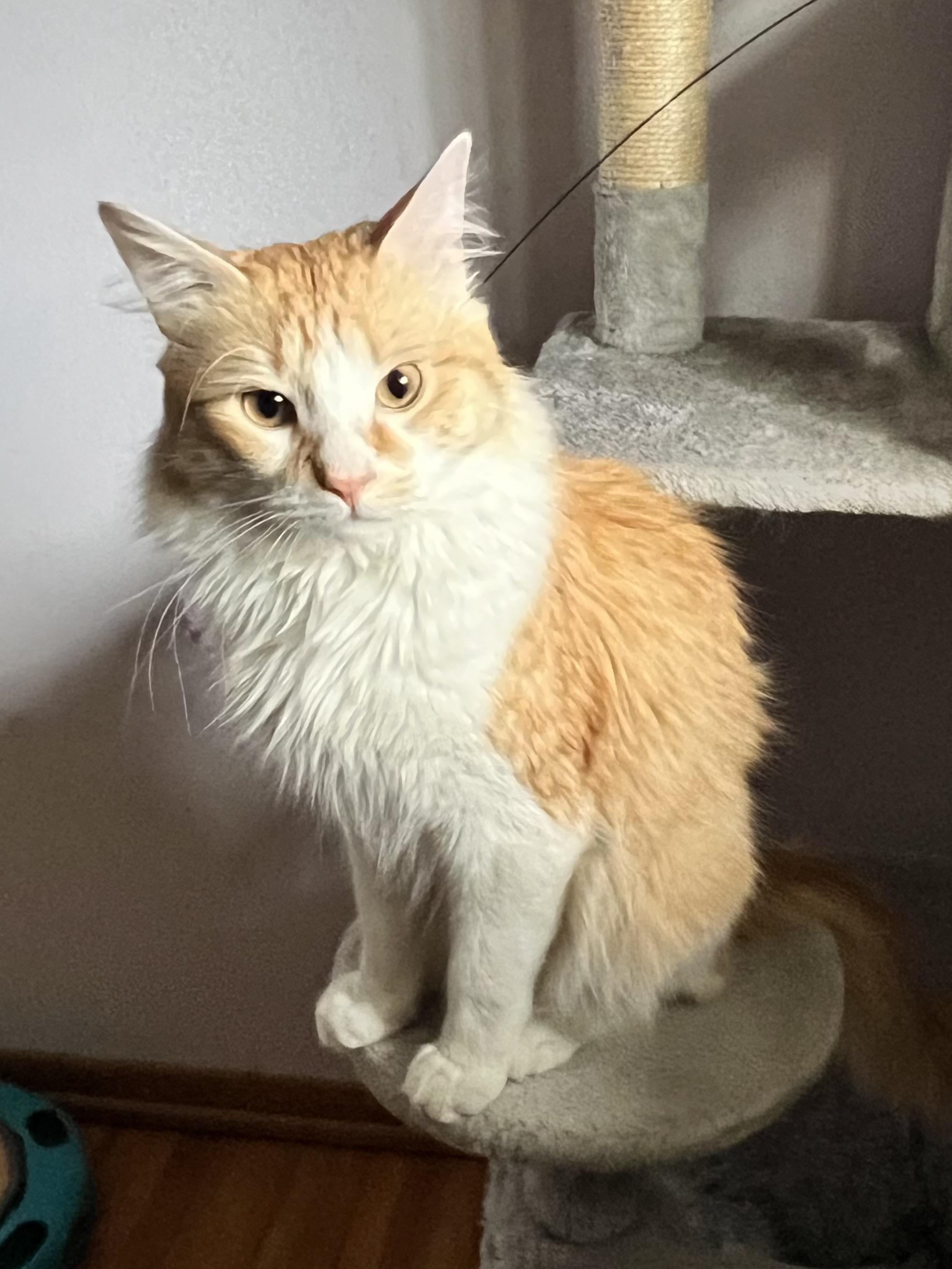 Maximus aka "Max", a Adoptable Domestic Medium Hair in Anoka, MN image 4/5