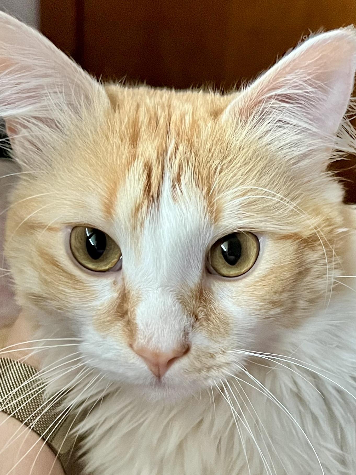 Maximus aka "Max", a Adoptable Domestic Medium Hair in Anoka, MN image 2/5