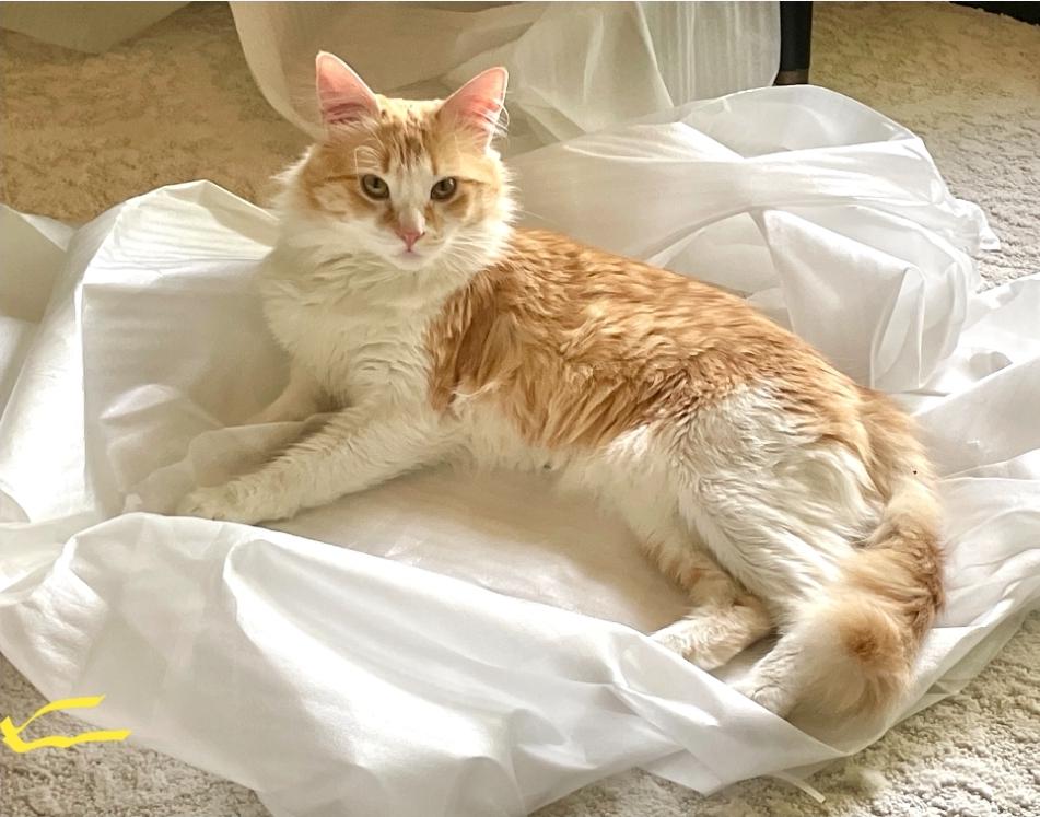 Maximus aka "Max", a Adoptable Domestic Medium Hair in Anoka, MN image 3/5