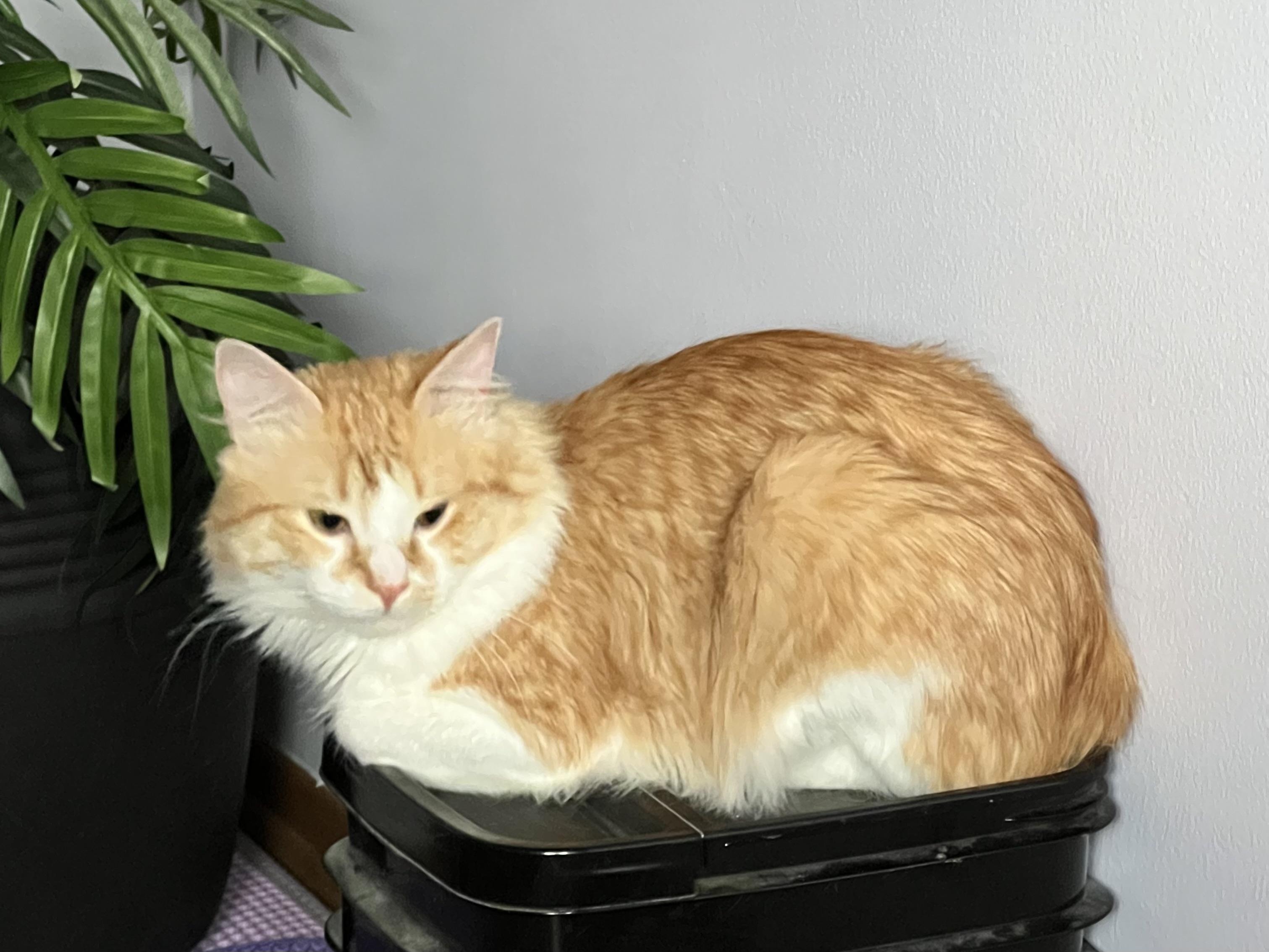 Maximus aka "Max" 4