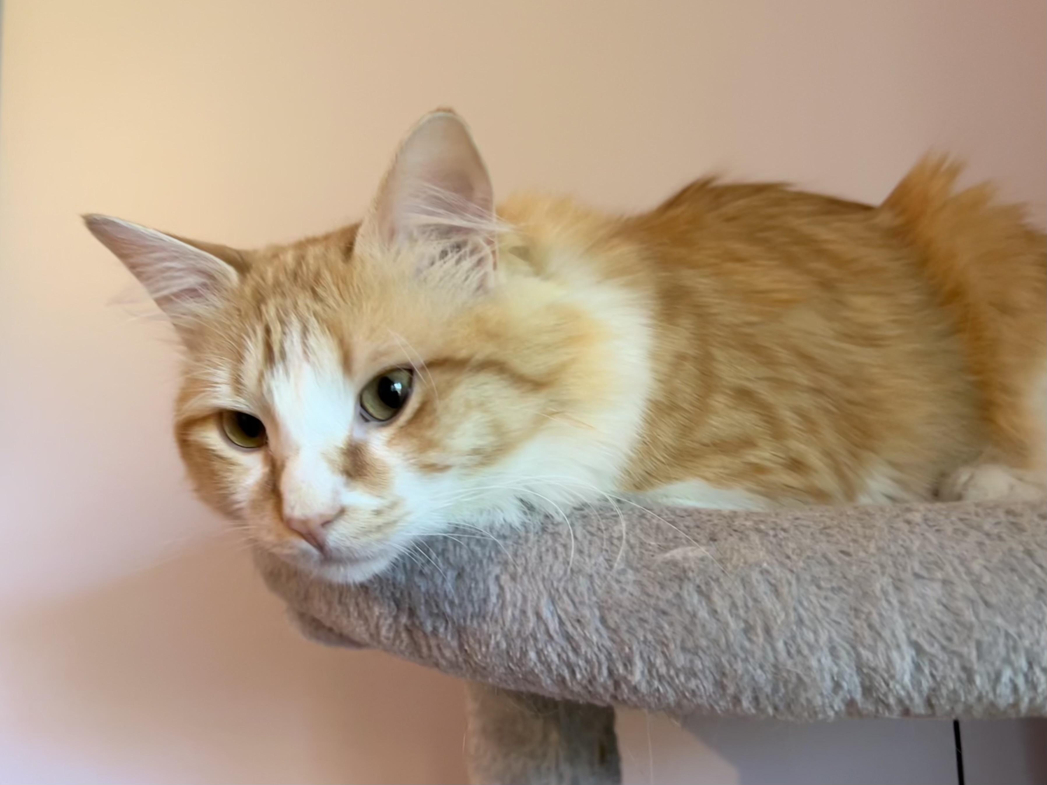 Maximus aka "Max" 2