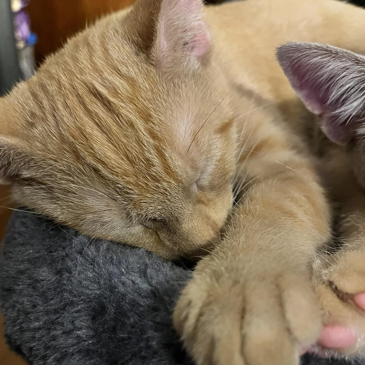 Enlarge Tigger, an adopted Domestic Short Hair in Delta, OH image 3/6