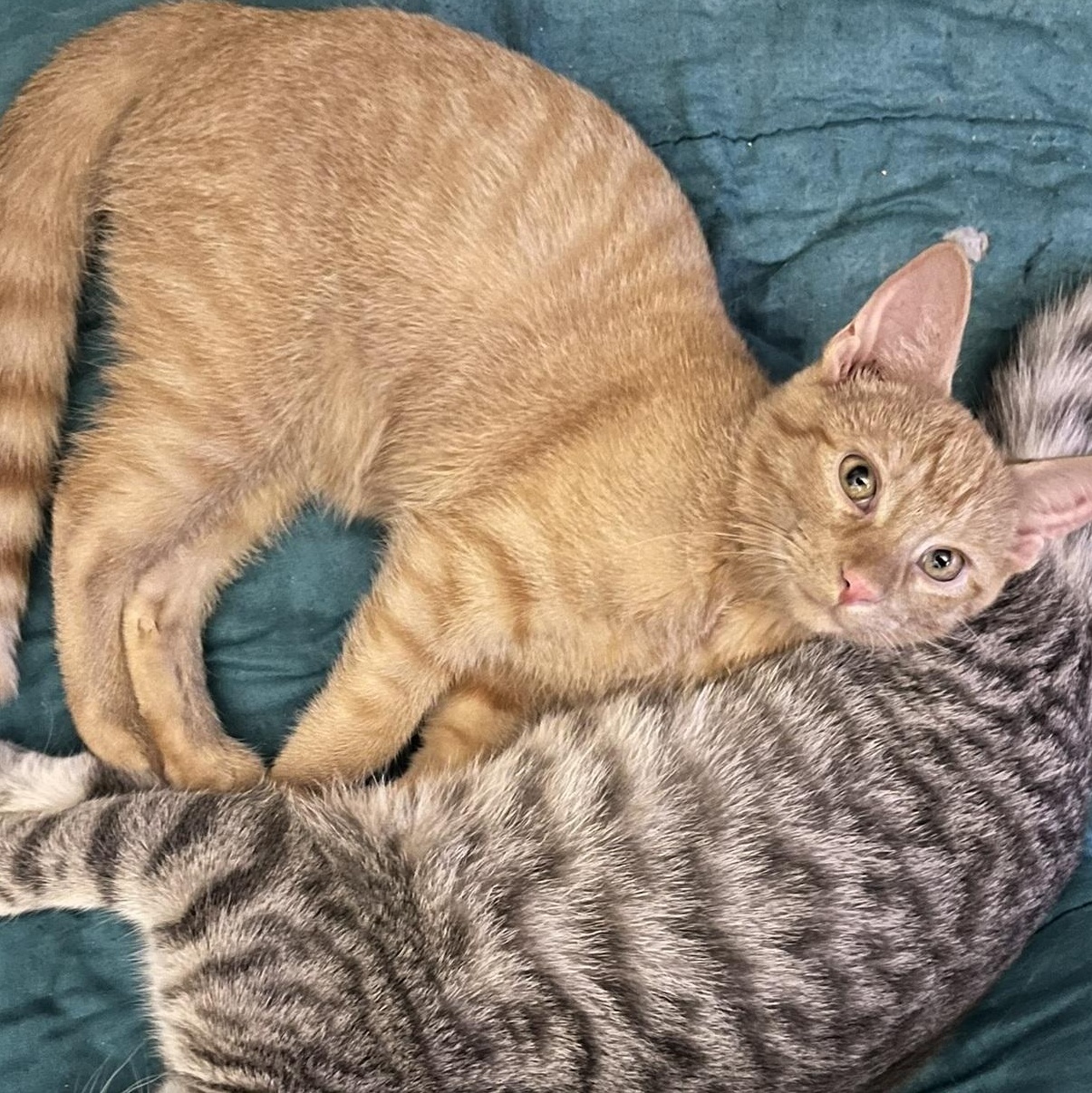 Enlarge Tigger, an adopted Domestic Short Hair in Delta, OH image 1/6