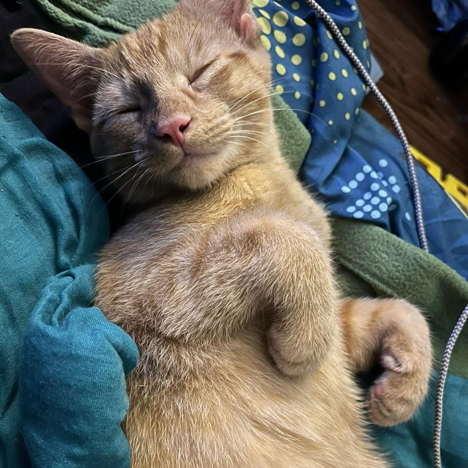 Enlarge Tigger, an adopted Domestic Short Hair in Delta, OH image 5/6