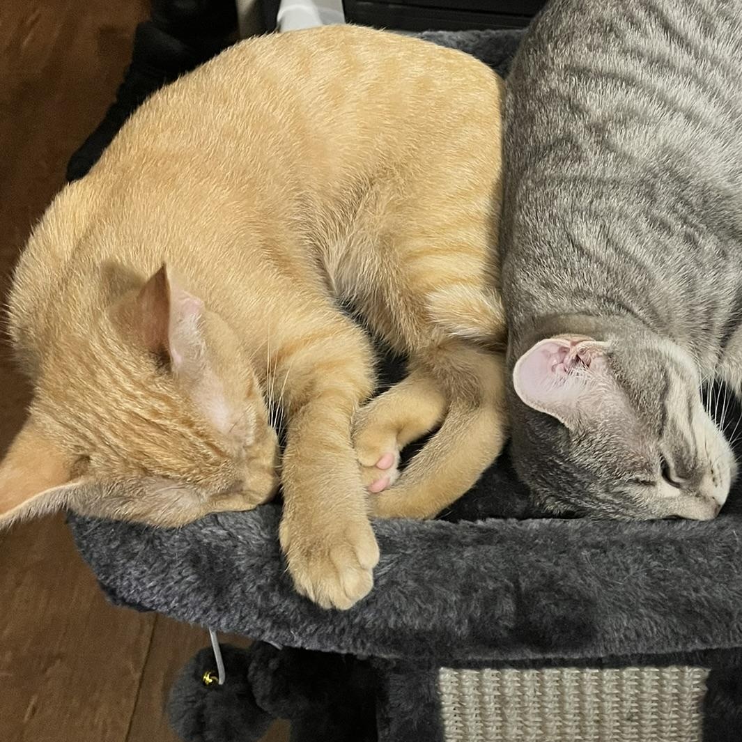 Enlarge Tigger, an adopted Domestic Short Hair in Delta, OH image 6/6