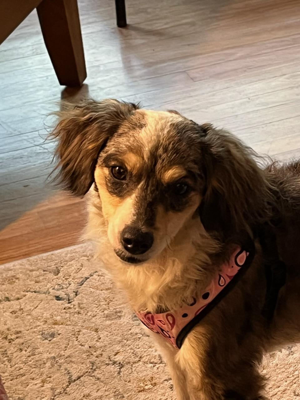 Enlarge Nadine, a Adopted mixed breed in Lexington, KY image 5/6