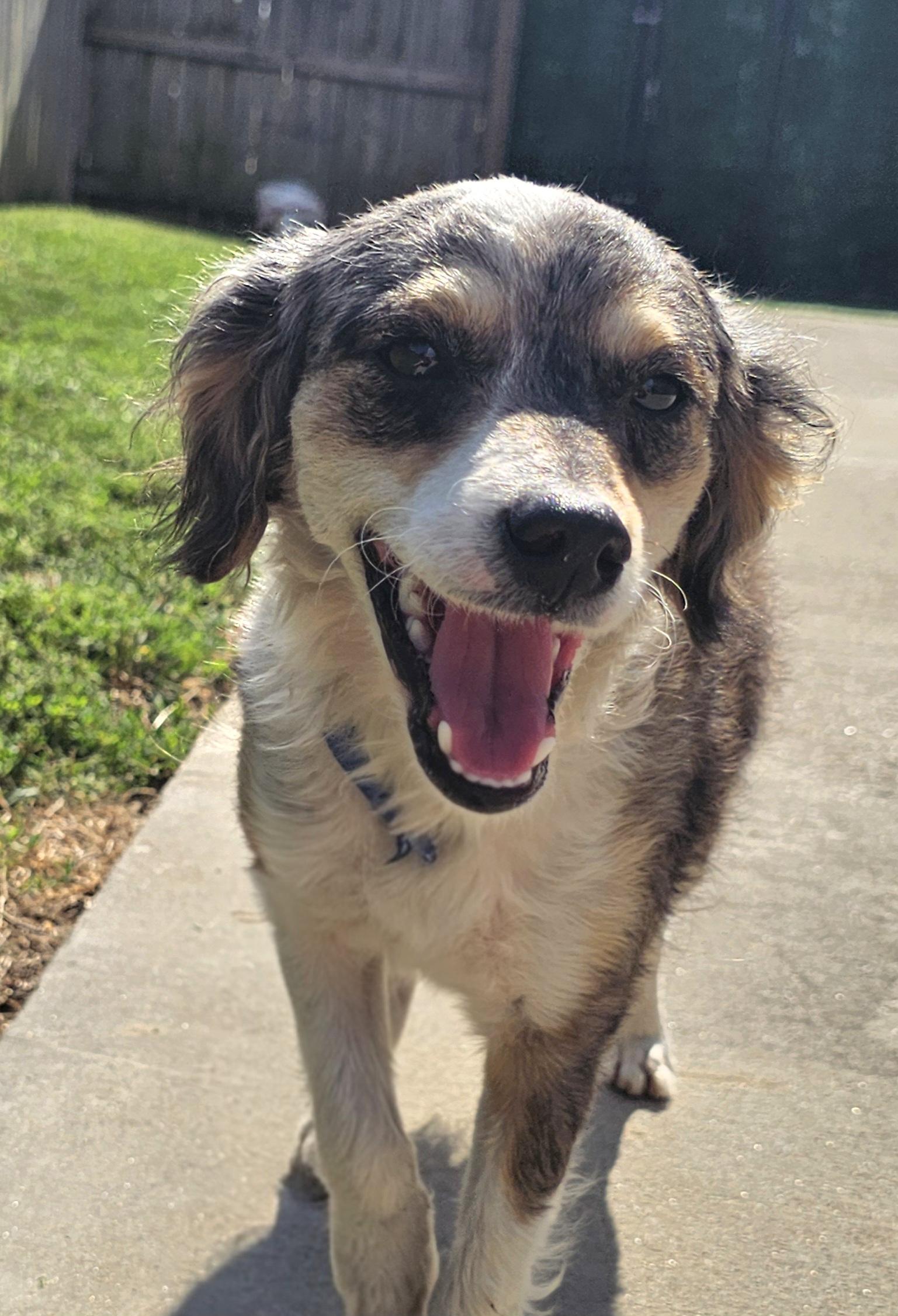 Enlarge Nadine, a Adopted mixed breed in Lexington, KY image 3/6