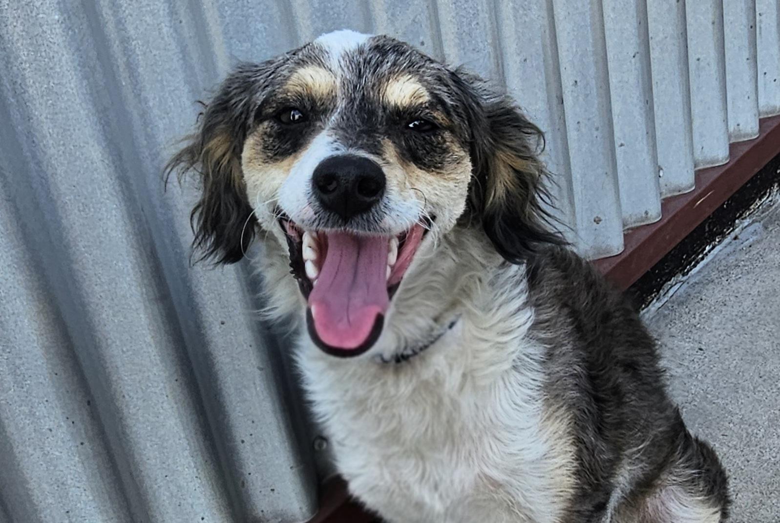 Nadine, Adopted, Young Female Miniature Poodle & Aussiedoodle.