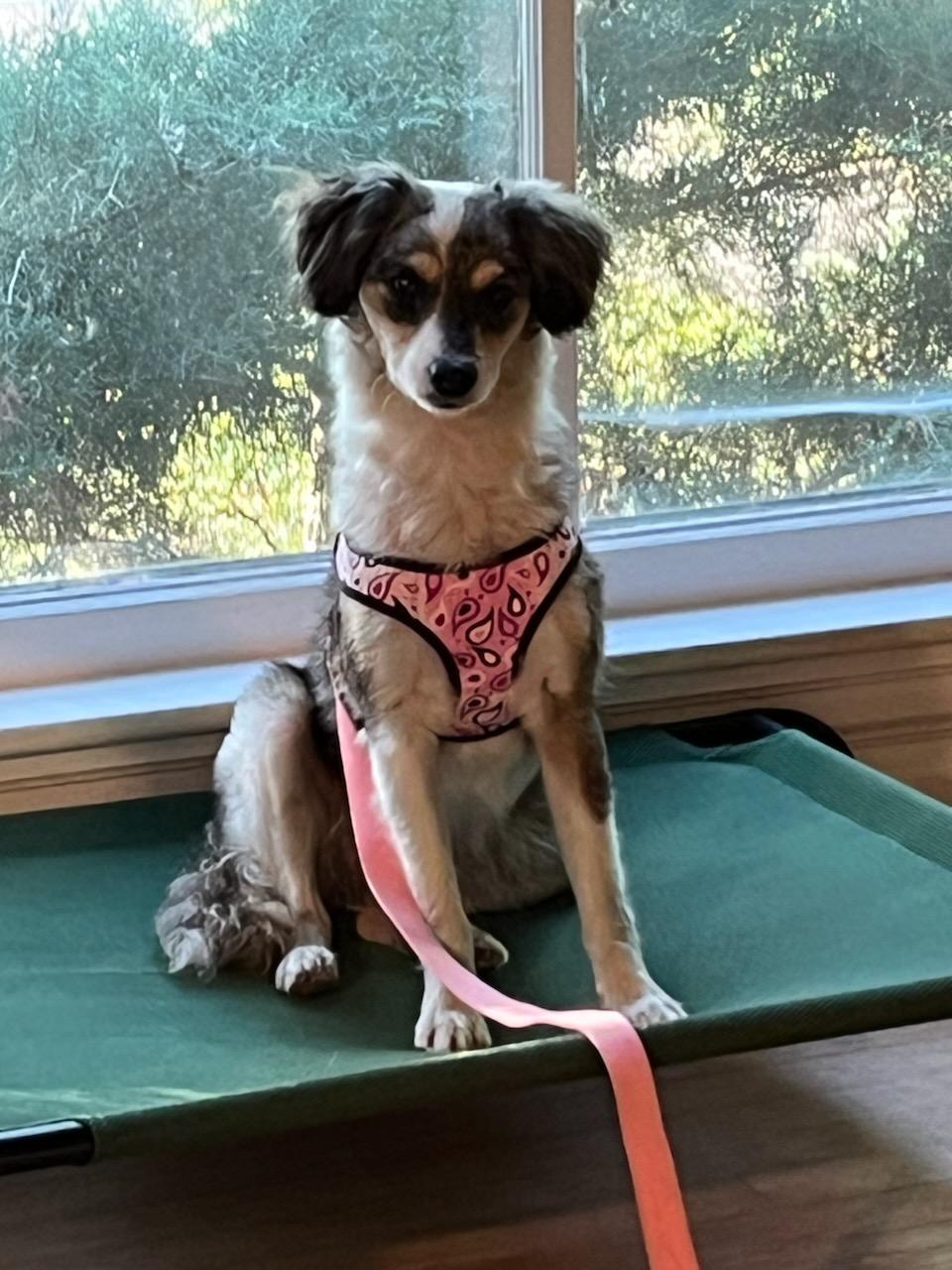 Enlarge Nadine, a Adopted mixed breed in Lexington, KY image 2/6