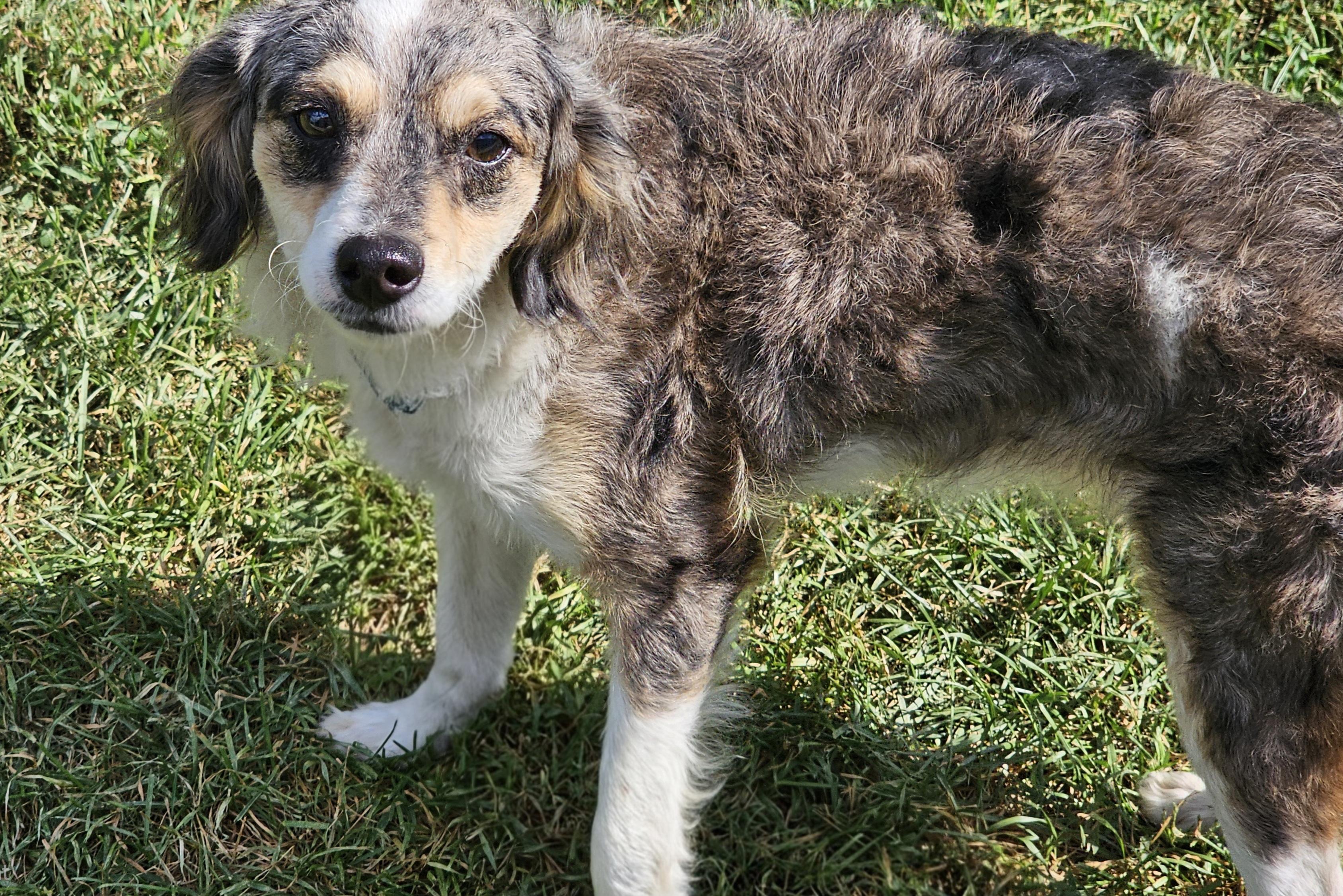 Enlarge Nadine, a Adopted mixed breed in Lexington, KY image 6/6