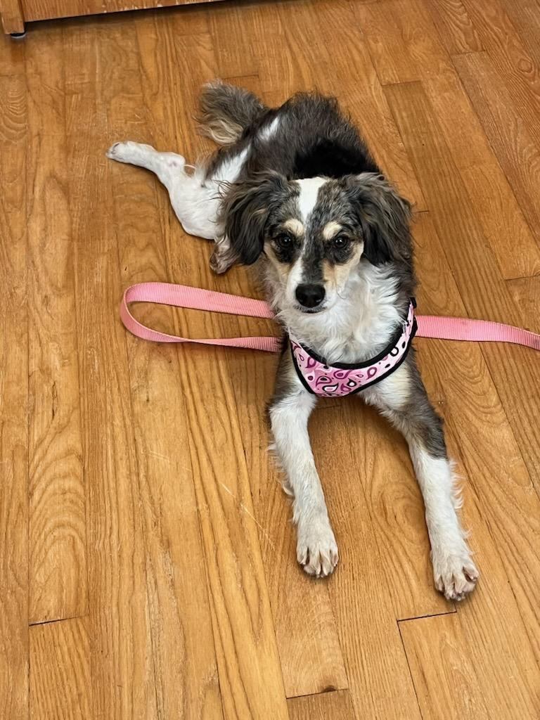 Enlarge Nadine, a Adopted mixed breed in Lexington, KY image 4/6