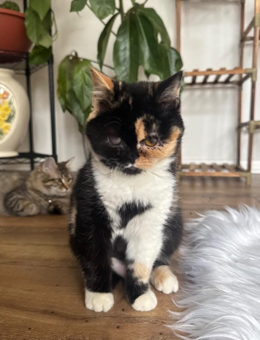 Ren, adopted, Young Female Calico.