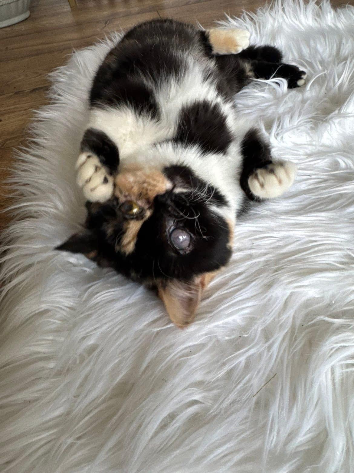 Ren, an adopted mixed breed in Franklin, KY image 2/3