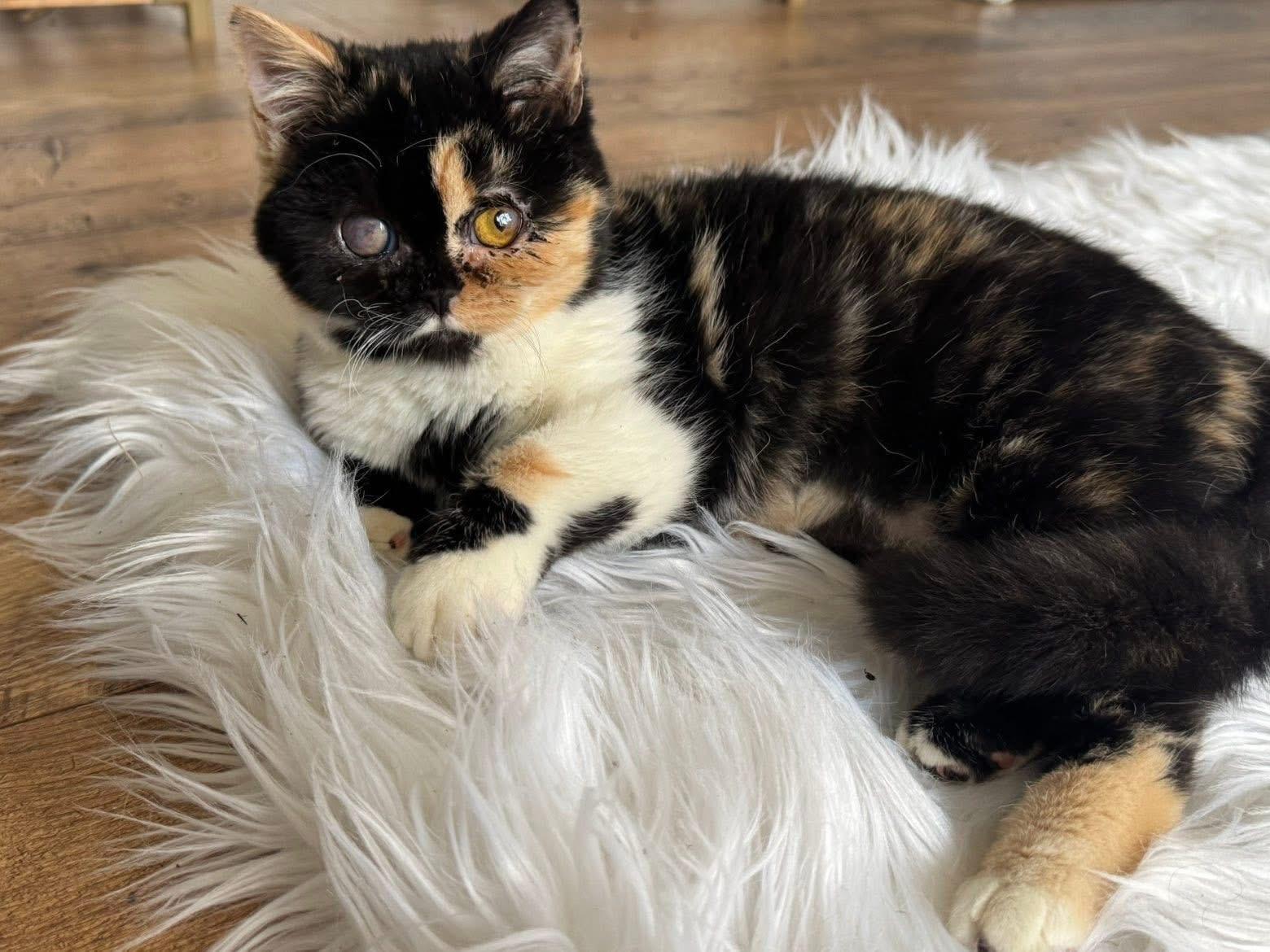 Ren, an adopted mixed breed in Franklin, KY image 3/3