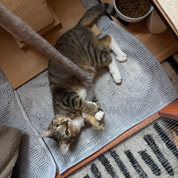 Bandit, Adoptable, Young Male Domestic Short Hair.