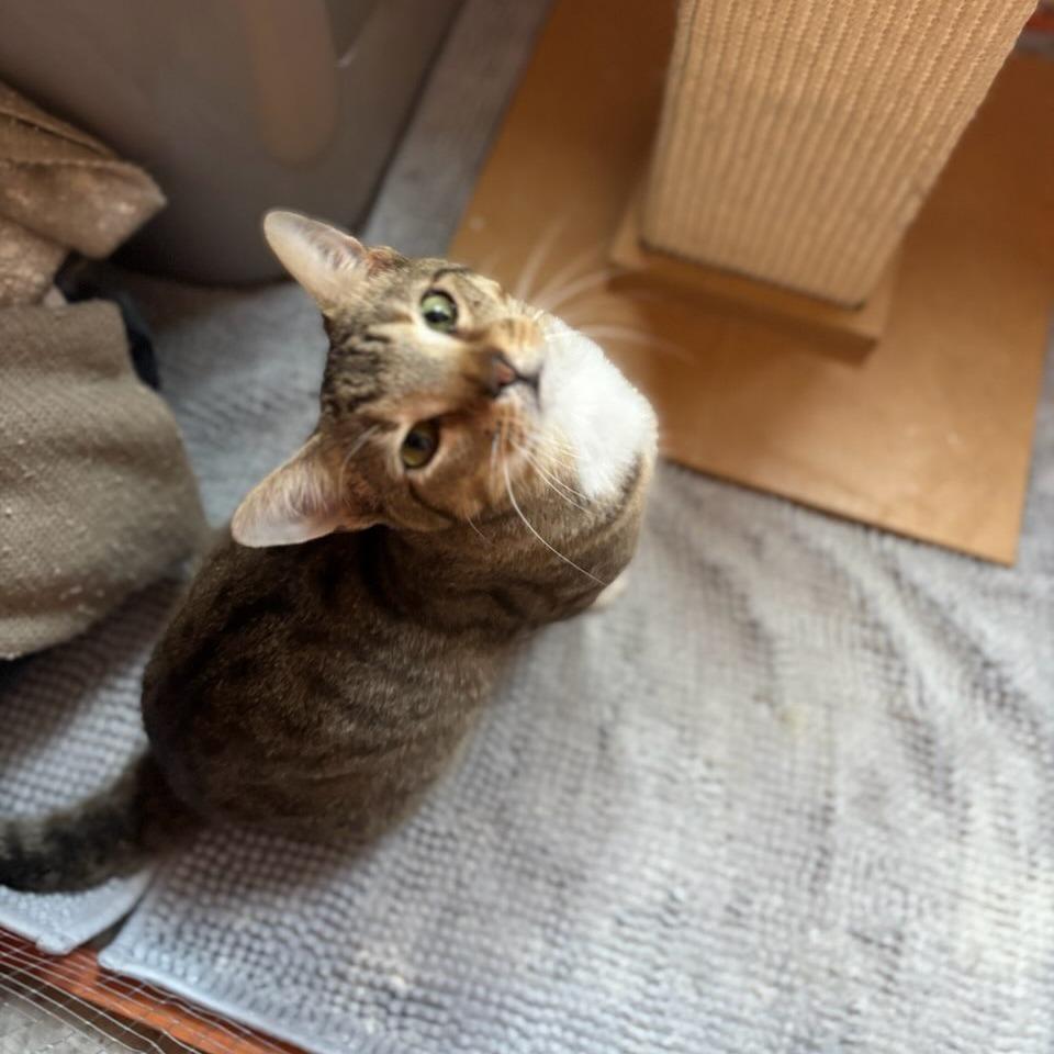 Enlarge Bandit, a Adoptable Domestic Short Hair in Atlanta, GA image 2/3